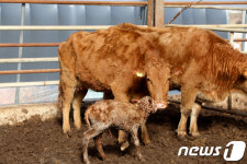 따뜻한 어미 젖 찾아… 횡성축협생축장, 추위 속 태어난 생명