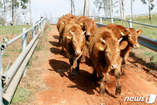 축사 향해 걸어가는 한우들