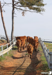축사 향하는 한우들 따뜻한 겨울 나자