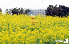 노랗게 물든 제주