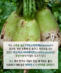 [카드뉴스][건강N쿡] 겨울철 면역력 향상! 땅의 기운을 머금은 뿌리채소
