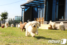 애견주택·펜션 단지 등 춘천시, 반려동물사업 본격추진