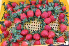 [홍천소식] 청년농가 소득모델 수경재배 딸기 본격 출하