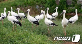 박시룡 전 교원대교수 청주 등 5곳 황새 방사계획 철회해야