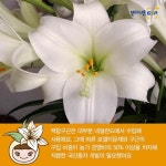 [카드뉴스] ‘나리’라 불리는 백합, GSP 개발 품종 백합 ‘우리타워’