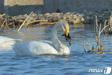 큰고니 뿌리가 제일 좋아