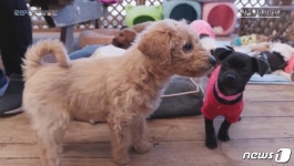 군산시 유기동물보호소 직영 전환에 반대 운동 나선 직원들, 왜?