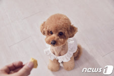 반려견 건강, 강황·울금으로 챙겨주세요…건강 레시피 보니