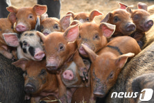 안성 양돈농장 불…돼지 3500마리 폐사