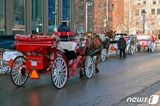 캐나다 몬트리올, 1월1일부터 말마차 금지