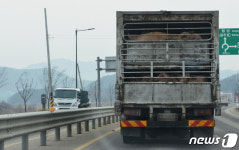 돼지 싣고 이동중인 축산 차량