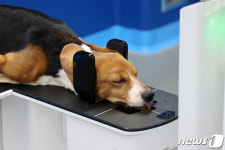 멍냥이도 CT·치과 파노라마 찍는다…동물전용 영상장비 기대감↑