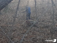 대구 도심 야산에 멧돼지 15마리 출몰…1마리 포획