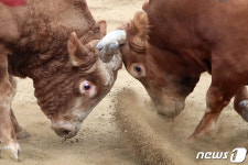 격돌 청도소싸움경기 2020시즌 개막