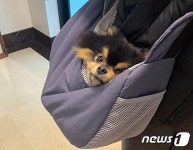 방탄소년단 뷔, 강아지 연탄이 근황 공개 탄이 미용함