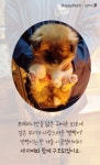 [펫카드] 세자매와 함께 구출된 반짝이