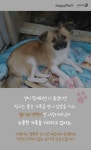 [펫카드] 세자매와 함께 구출된 반짝이