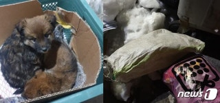 강아지 2마리 또 산채로…앞서 버려진 개들과 형제견 추정 충격