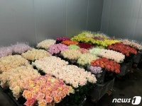 시름에 빠진 화훼농가 돕자…곡성군, 장미꽃 사주기 운동