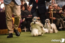 [포토 in 월드] 도그쇼 아카데미…올해 영광은 푸들 시바