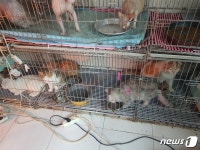 [단독]부산 도심 주택가에 고양이 수백마리 불법 사육…경찰 수사