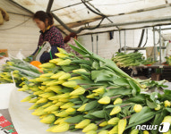 [르포]튤립 농사 16년 만에 처음…화훼농가 덮친 코로나19