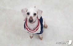[가족의 발견(犬)] 온몸에 도깨비풀 엉킨 강아지에게 나타난 기적