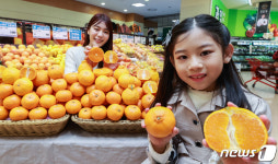 롯데마트 만람류 탐라향 판매