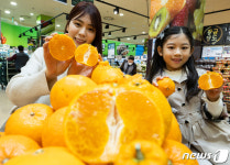 롯데마트, 과즙 풍부한 탐라향 판매