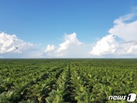 포스코인터내셔널, 국내 최초 팜사업 환경사회정책 선언