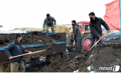 발효 퇴비 옮기는 황해남도 은천군 마두협동농장 노동자들