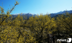 봄·겨울…노란산수유꽃과 지리산 만복대 하얀눈