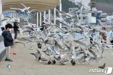 갈매기들의 오후