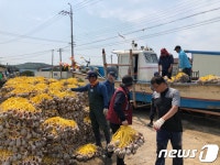 고창군 주꾸미 황금어장 만든다…칠산 앞바다 특화형 목장 추진