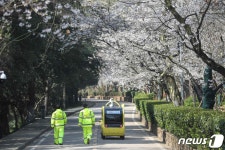 벚꽃명소 우한 우울한 봄…외출금지에 온라인 꽃놀이 조회 폭주