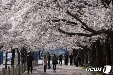 군산시, 벚꽃철 월명종합경기장 먹거리장터 운영 중단