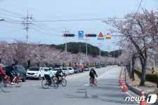 벚꽃 피기 시작한 강릉 경포로
