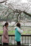 구례 섬진강변에 만개한 벚꽃