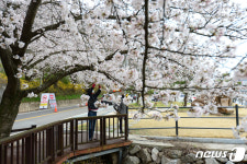 활짝 핀 구례 섬진강변 벚꽃