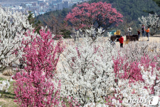 만개한 매화
