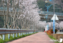 산청 항노화산들길 경호강변 구간 조성사업 착착
