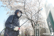 성동구 벚꽃길, 내년에 같이 즐겨요