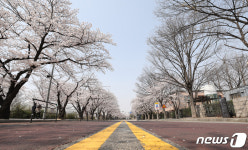차량 통제로 썰렁한 여의도 벚꼴길
