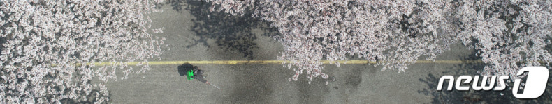 벚꽃길 방역하는 마을 이장