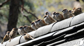 코로나19로 폐쇄된 탑골공원에서 봄볕쬐는 참새