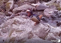 주왕산국립공원 주산지서 천연기념물 원앙 발견