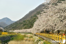 [포토] 백양사 벚꽃길 활짝…올해는 사진으로만 구경하세요