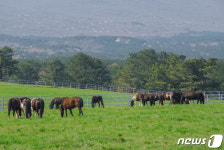 봄을 만끽하는 국내산 승용마