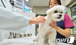 마포구, 15~30일 반려동물 광견병 예방접종 지원