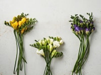 싱싱한 꽃도 새벽배송으로…마켓컬리, 꽃 출시 40일만에 10만 송이 판매